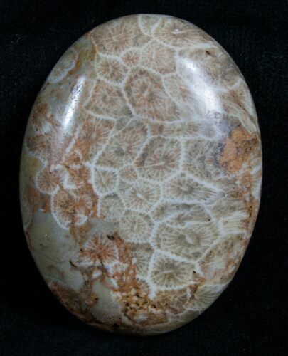 Polished Fossil Coral Cab - Indonesia #4629